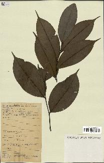 spécimen de Xylopia aethiopica