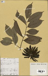 spécimen de Xylopia aethiopica