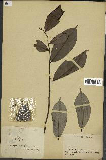 spécimen de Xylopia aethiopica