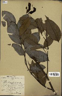 spécimen de Xylopia aethiopica