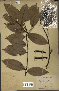 spécimen de Xylopia aethiopica