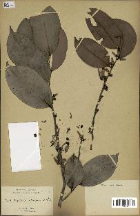 spécimen de Xylopia aethiopica