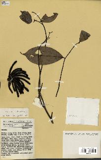 spécimen de Xylopia aethiopica