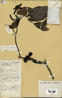 spécimen de Xylopia aethiopica