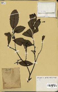 spécimen de Xylopia aethiopica