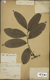 spécimen de Xylopia aethiopica