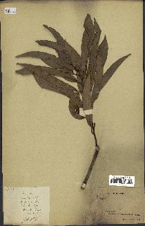 spécimen de Annona sp.