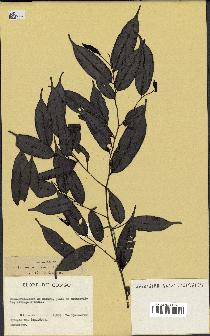 spécimen de Xylopia sp.