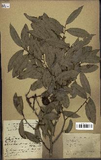 spécimen de Xylopia sp.