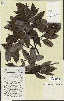 spécimen de Xylopia sp.