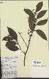 spécimen de Xylopia sp.
