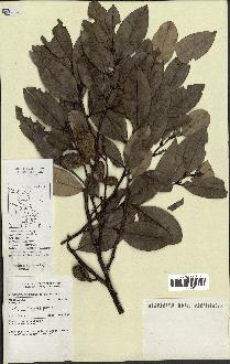 spécimen de Xylopia sp.
