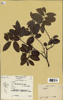 spécimen de Xylopia sp.