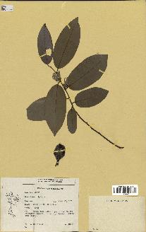 spécimen de Xylopia sp.