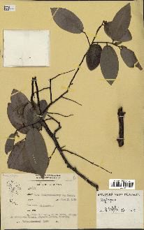spécimen de Xylopia sp.
