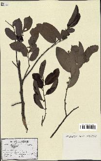 spécimen de Xylopia sp.