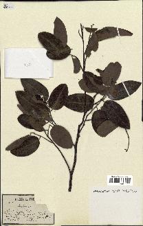 spécimen de Xylopia sp.