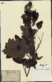 spécimen de Xylopia sp.