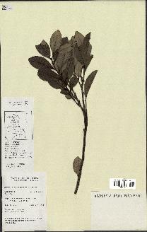 spécimen de Xylopia sp.