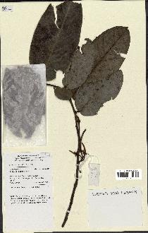 spécimen de Xylopia sp.