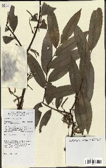 spécimen de Xylopia sp.