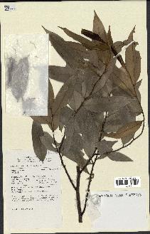 spécimen de Xylopia sp.