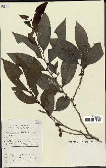 spécimen de Xylopia sp.