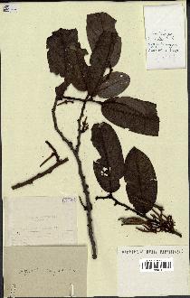 spécimen de Xylopia sp.