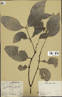 spécimen de Hedycarya dorstenioides