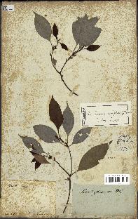 spécimen de Cinnamomum camphora