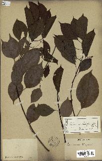 spécimen de Cinnamomum camphora