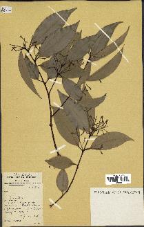 spécimen de Cinnamomum burmannii
