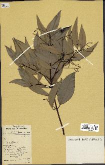spécimen de Cinnamomum burmannii