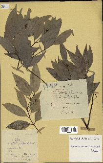 spécimen de Cinnamomum burmannii