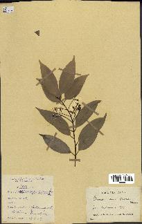 spécimen de Cinnamomum burmannii