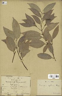 spécimen de Cinnamomum burmannii