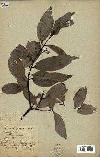 spécimen de Cinnamomum sp.