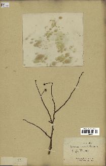 spécimen de Desmos chinensis