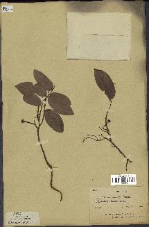 spécimen de Desmos chinensis