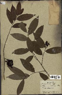 spécimen de Desmos chinensis