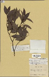 spécimen de Xylopia sp.