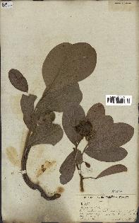 spécimen de Annona sp.