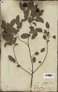 spécimen de Annona sp.