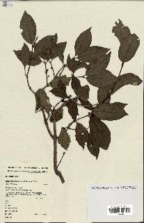 spécimen de Hedycarya parvifolia