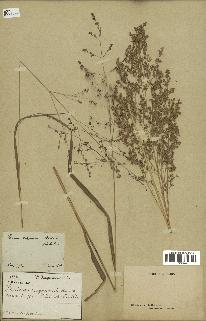 spécimen de Panicum virgatum