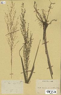 spécimen de Panicum virgatum