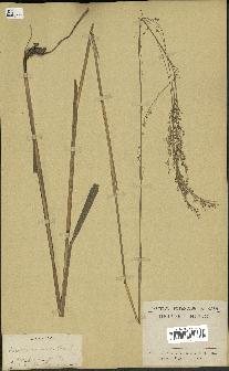 spécimen de Panicum virgatum