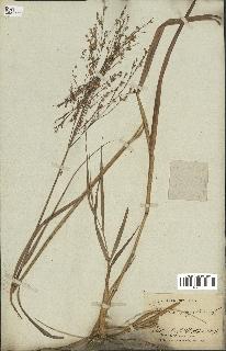 spécimen de Panicum virgatum