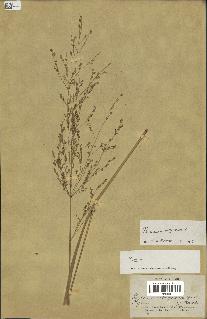 spécimen de Panicum virgatum