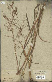 spécimen de Panicum virgatum